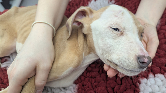 A person gently holds the leg and head of Nova, a tan and white puppy lying on a textured rug.