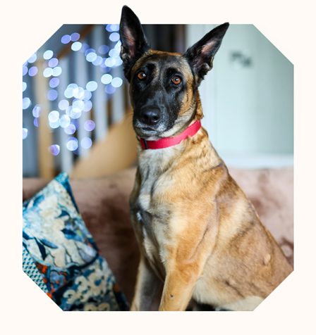 Fendi, a tan and black dog sits on a sofa with blurred fairy lights in the background.