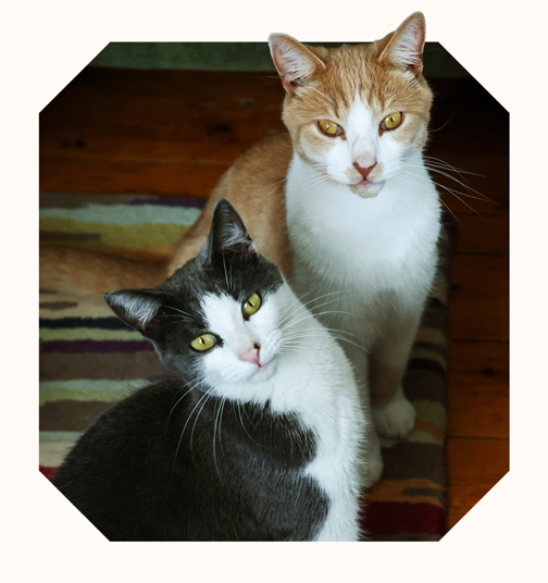 Beatrice, a grey and white cat tilts their head inquisitively while sitting on a striped rug next to Dante, a ginger and white cat.