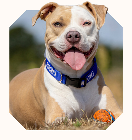 Nova, a tan and white dog sits in a grassy field and smiles at the camera.
