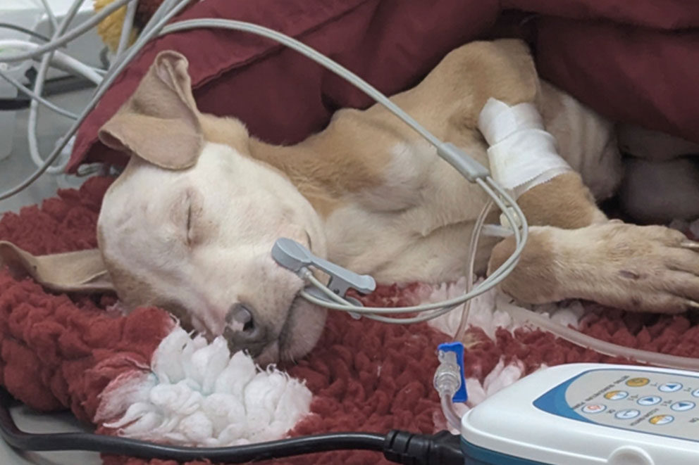 Nova, a very thin tan and white puppy sleeps on a red fluffy bed while connected to vet medical equipment.