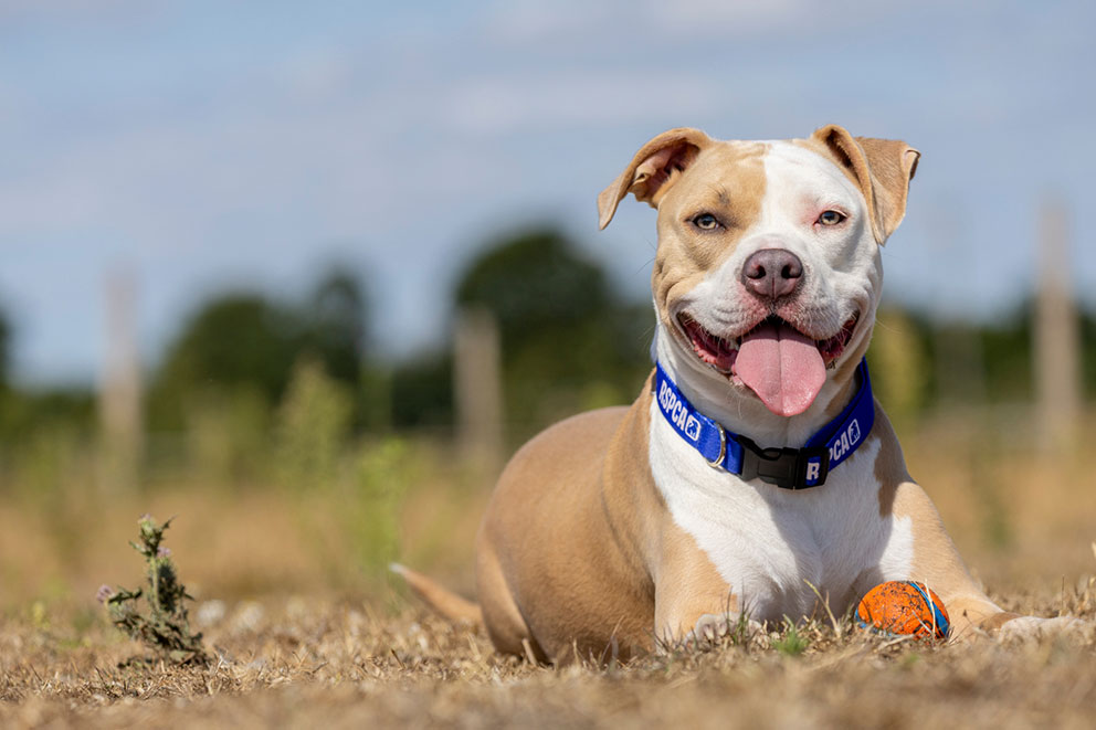 Nova, a tan and white dog sits in a grassy field and smiles at the camera.