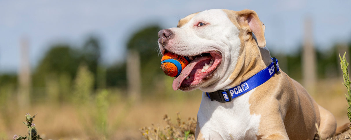 Nova, tan and white dog happily holds a ball in their mouth while wearing a blue collar with the letters RSPCA written on it.