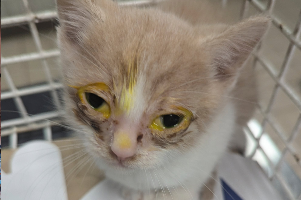 Dante, a pale ginger and white kitten with bright yellow staining around their eyes sits inside a wire cage.