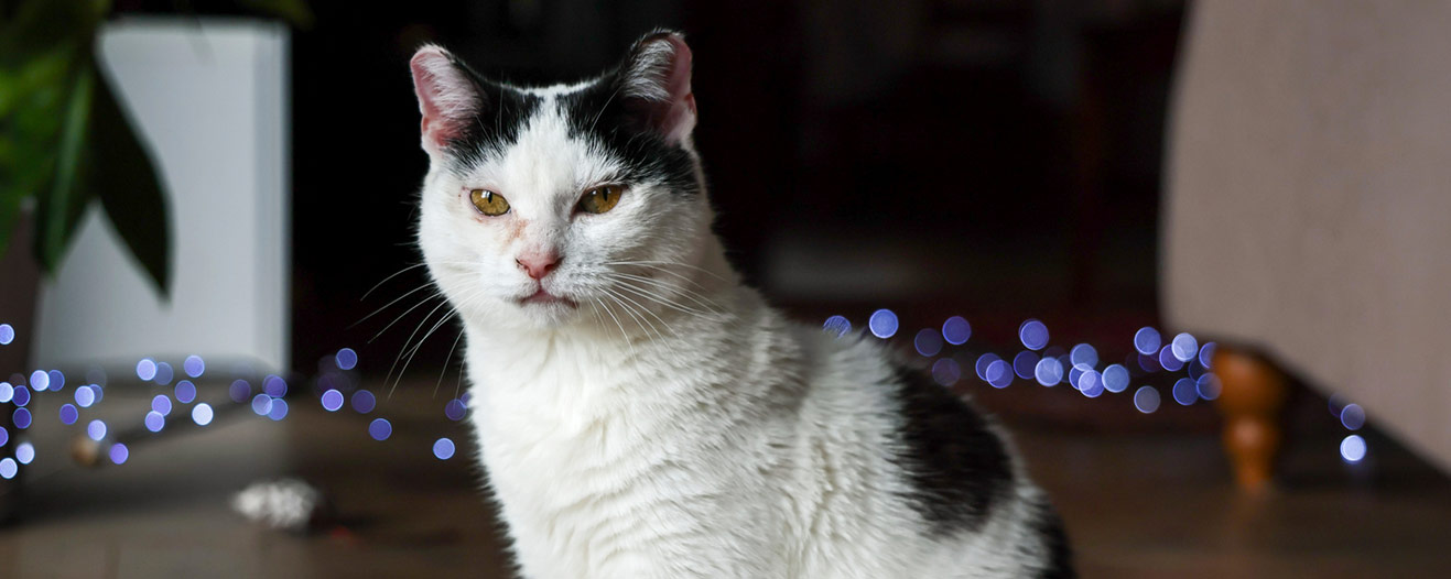 Molly, a black and white cat sits attentively on a wooden floor with blue fairy lights in the background.