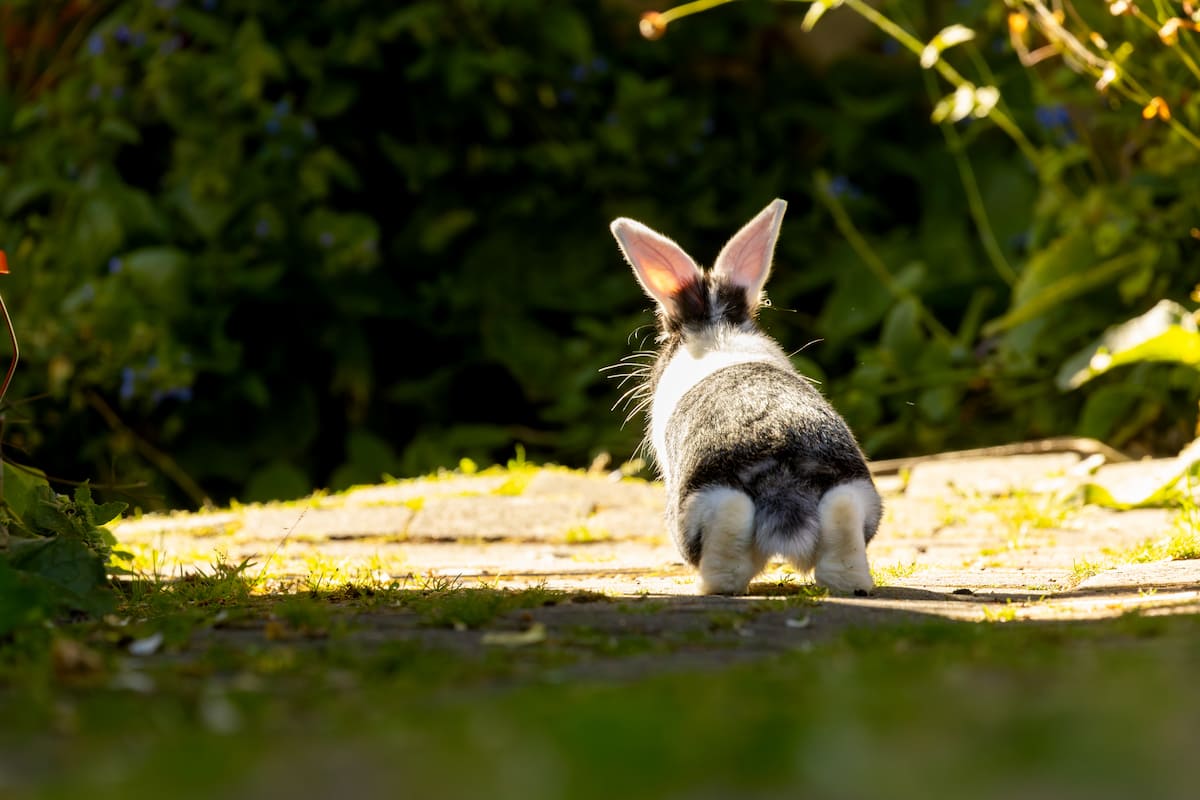 A rabbit running along a garden path.