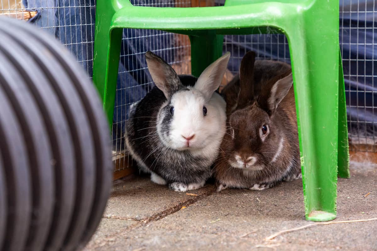 Two rabbits resting beneath a raised platform in their enclosure.