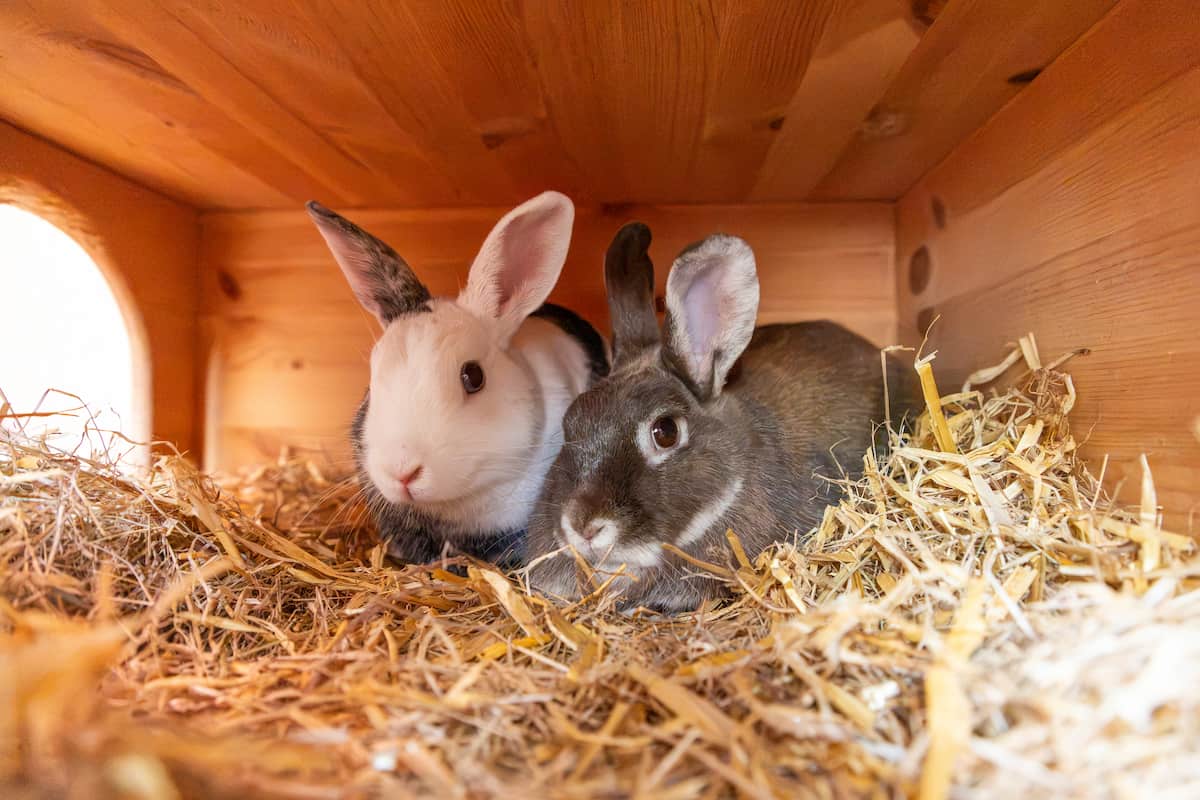 Two rabbits resting together on hay inside a wooden shelter.