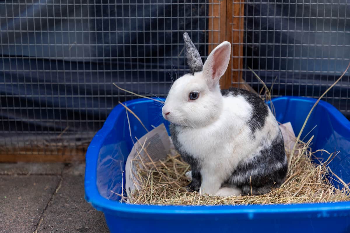 A white and grey rabbit sitting in a litter tray filled with hay.