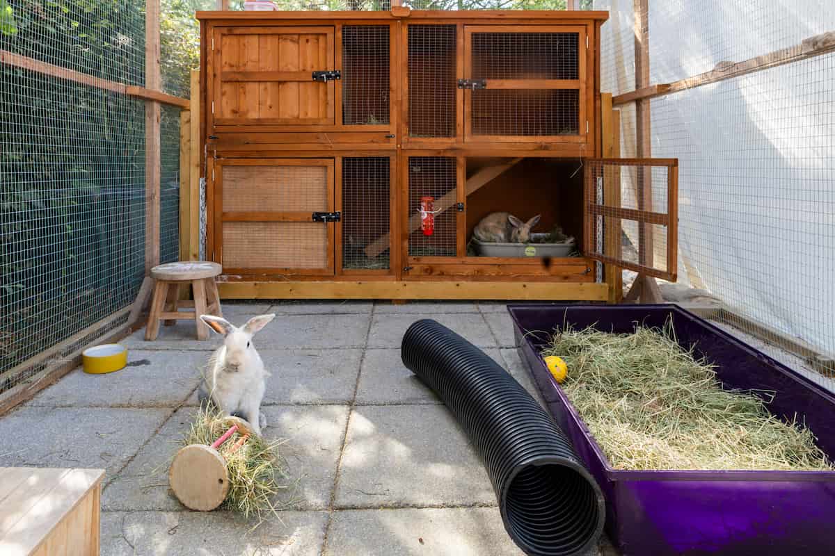 A rabbit enclosure containing a wooden shelter, litter tray, tunnel and enrichment items.