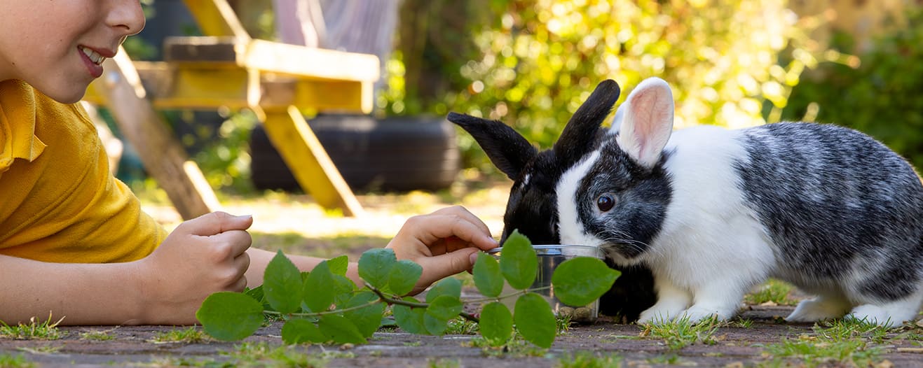 A child lying beside two black and white rabbits as they drink from a water bowl outdoors.