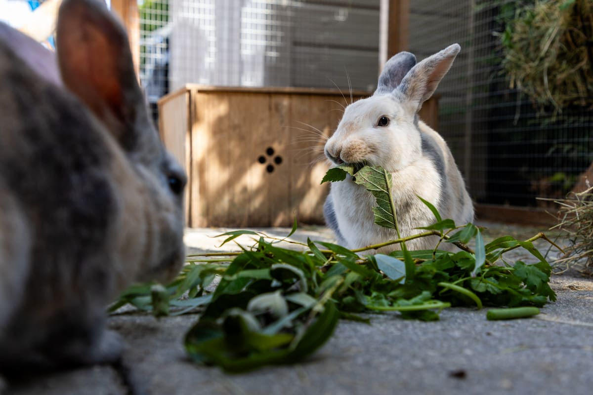 A rabbit eating leafy branches beside a cardboard box with holes cut into it.