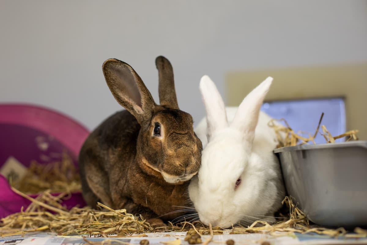 Two rabbits sitting closely together on hay indoors.