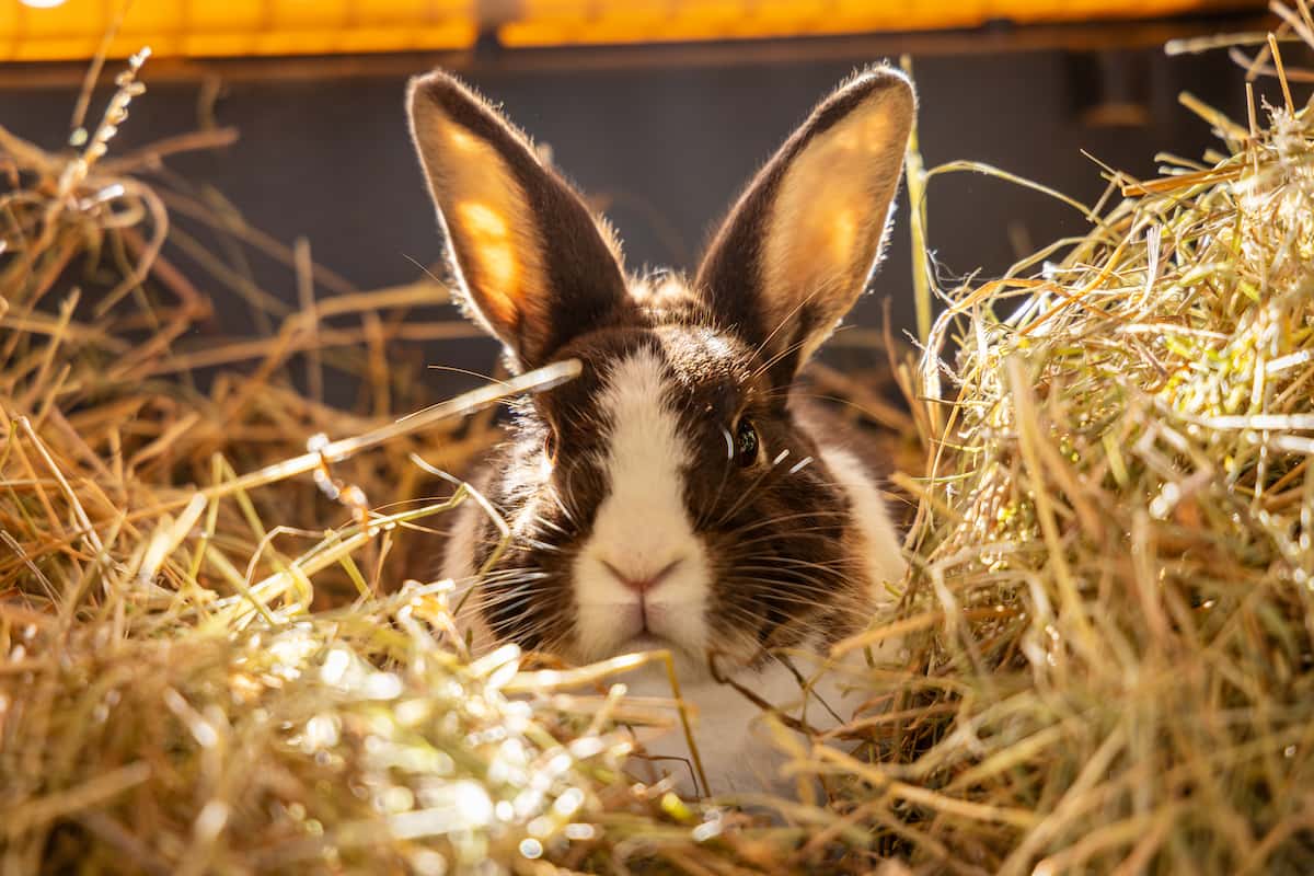 A black and white rabbit sitting in a pile of hay.