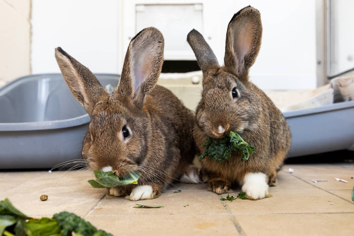 Two rabbits eating leafy greens together indoors.