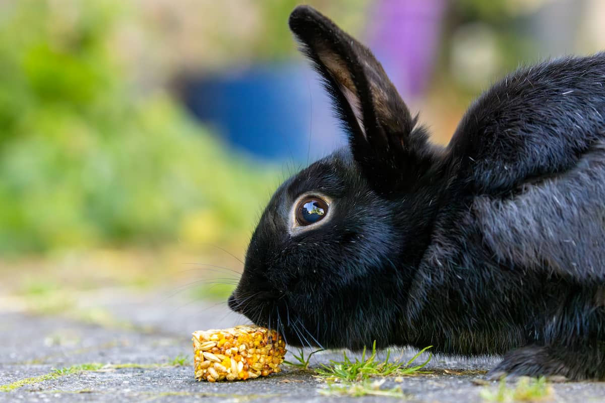 A black rabbit eating a piece of corn on the cob.
