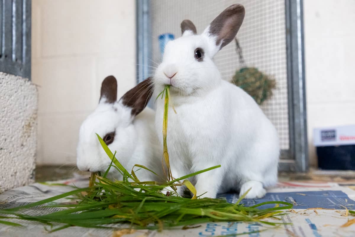 Two rabbits eating long strands of fresh grass.