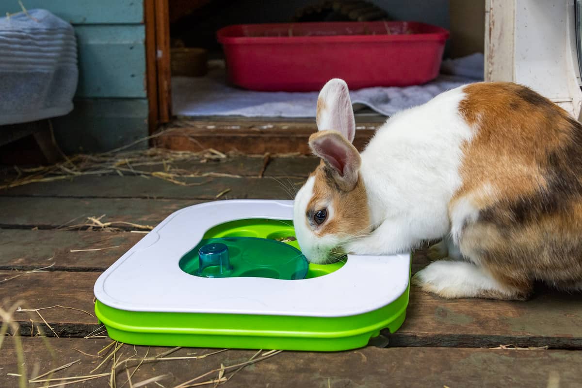 A rabbit investigating a green puzzle feeder containing food.