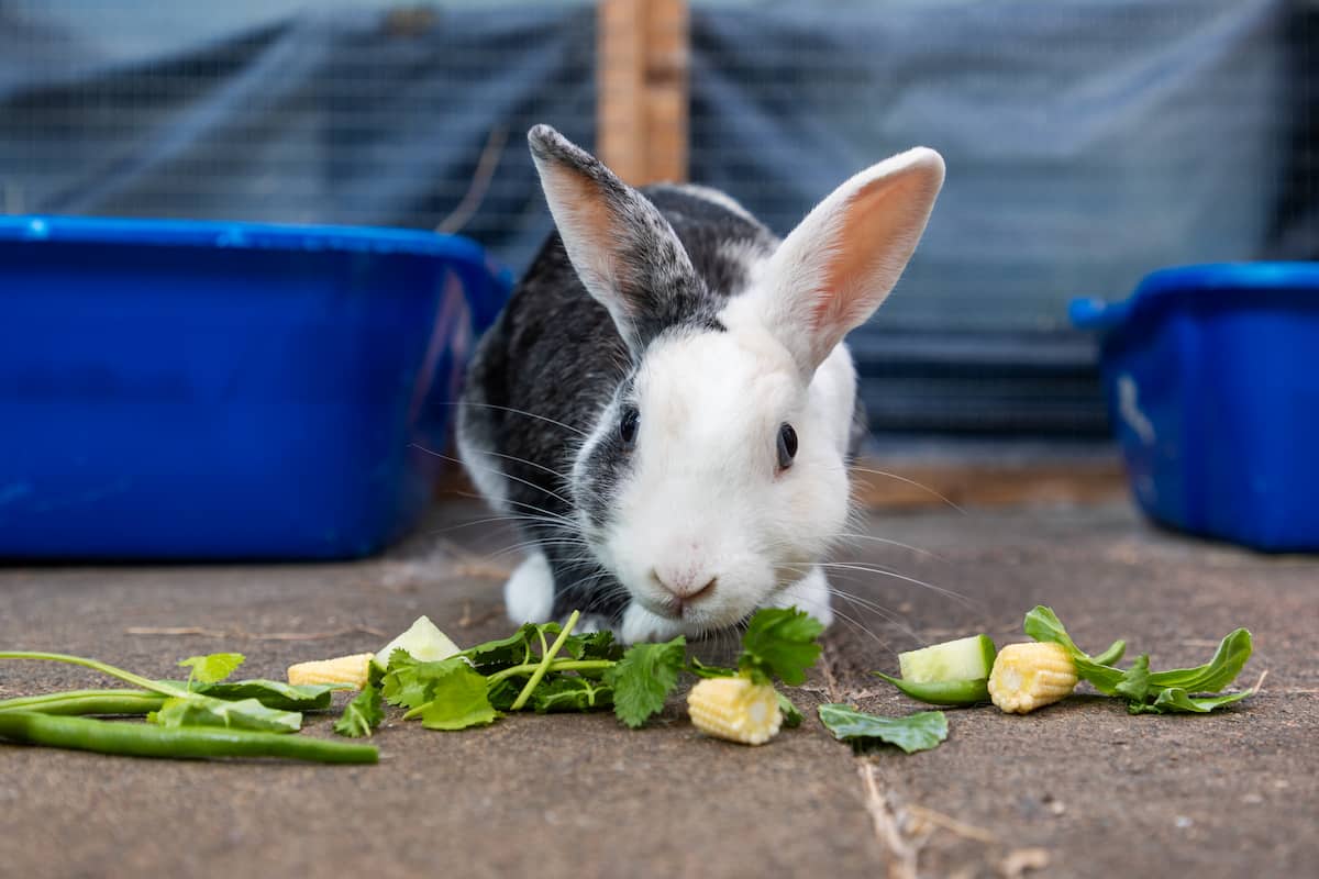 A rabbit eating a selection of fresh leafy vegetables.