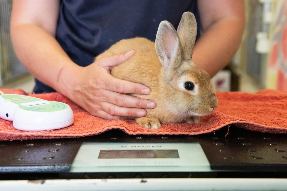 A rabbit being gently examined by a person while standing on a towel-covered surface.