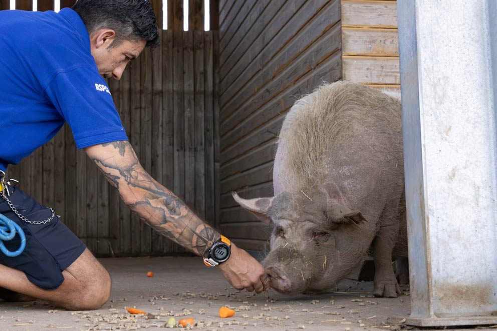 Brad the crossbreed pig is being fed a mix of carrot and apple and pig nuts.