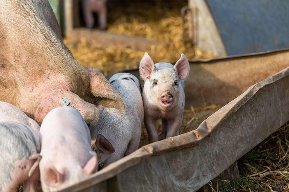 A large adult pig and several small piglets gather around a rusted metal feeding trough, with one piglet looking directly forward.