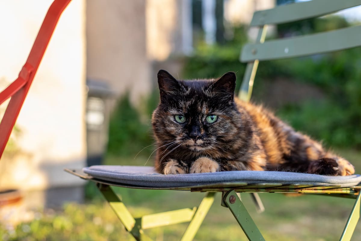 Tortoiseshell cat resting on a cushioned garden chair.