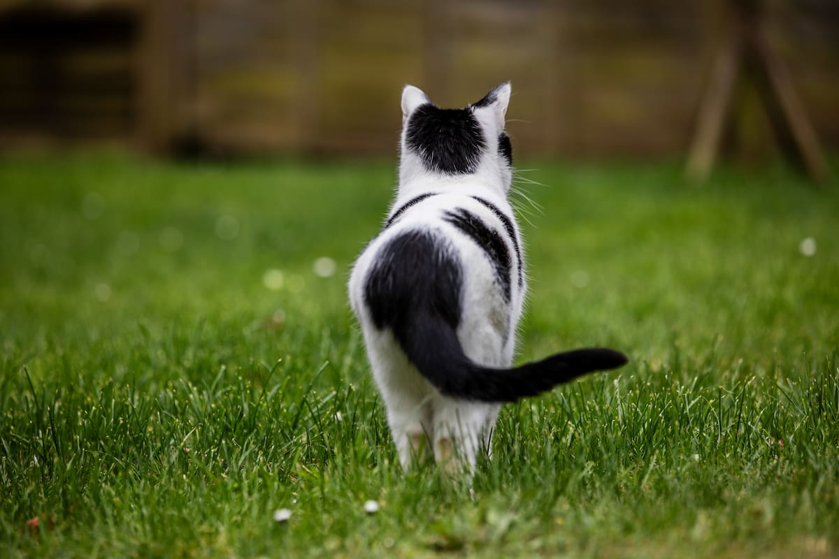 Black and white cat walking away across a garden lawn.