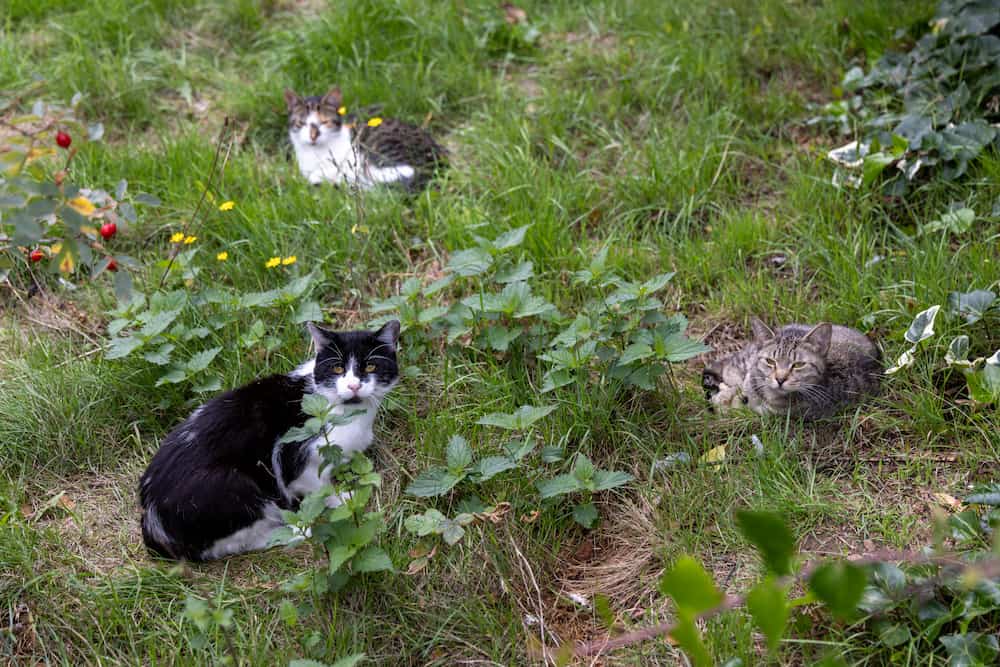 Three cats resting among long grass and plants in a garden.