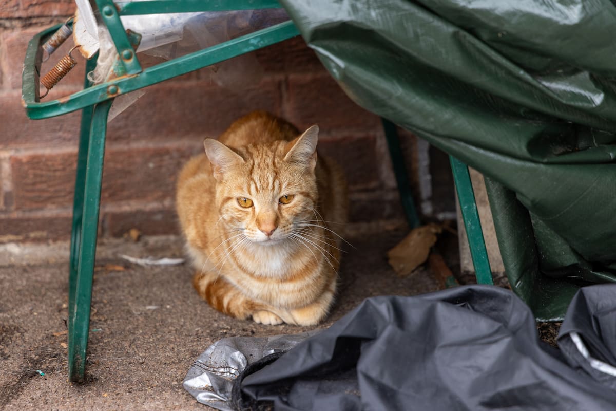 Ginger cat resting beneath covered garden furniture beside a brick wall.