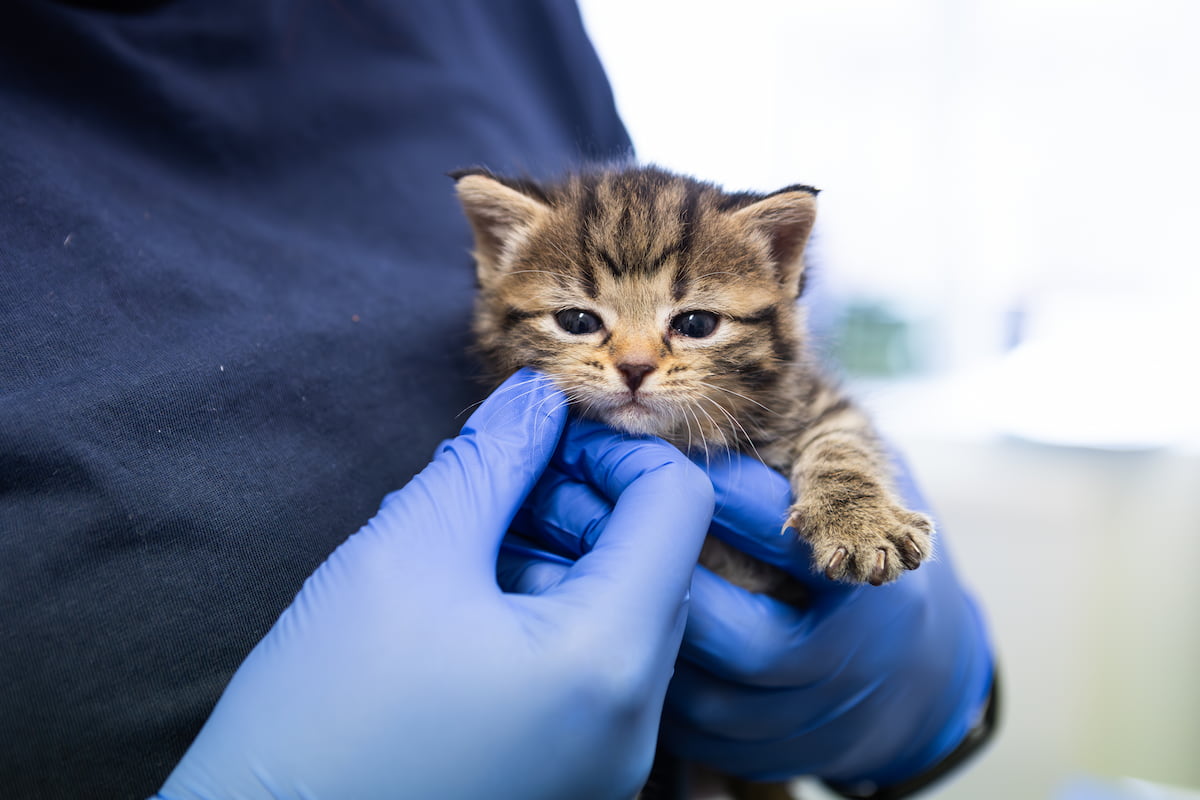 Young tabby kitten being gently held by a person wearing blue gloves.