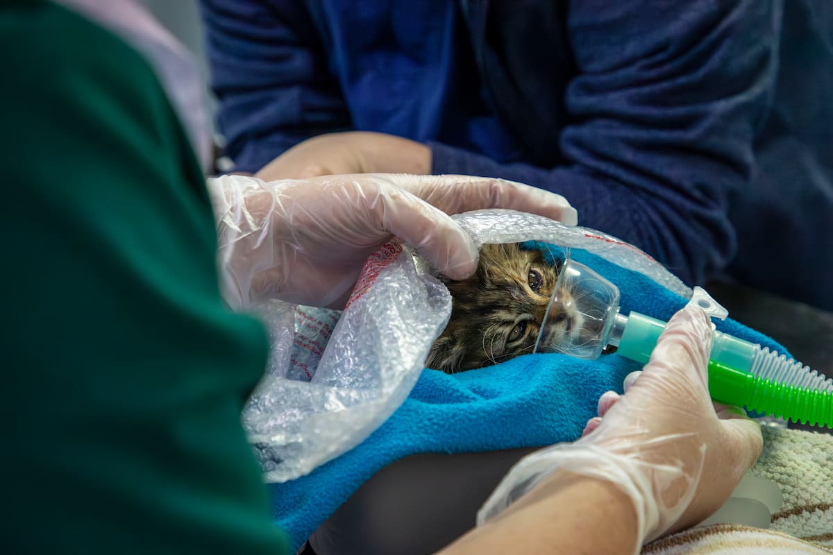 Gloved hands holding a breathing mask over a tabby kitten’s face while they are wrapped in a towel.