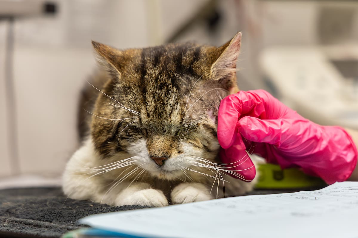 Tabby and white cat resting on an examination table while a gloved hand strokes their cheek.