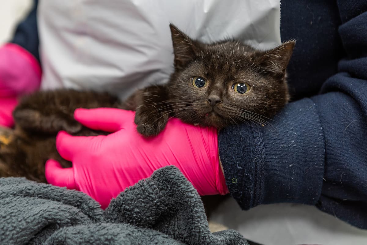 Black kitten being gently held by a staff member wearing pink gloves.