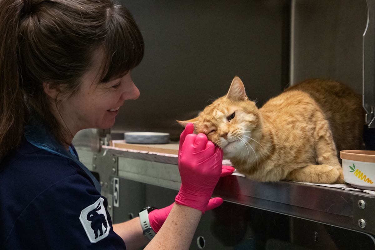 Ginger cat leaning into a staff member’s gloved hand inside a veterinary kennel.