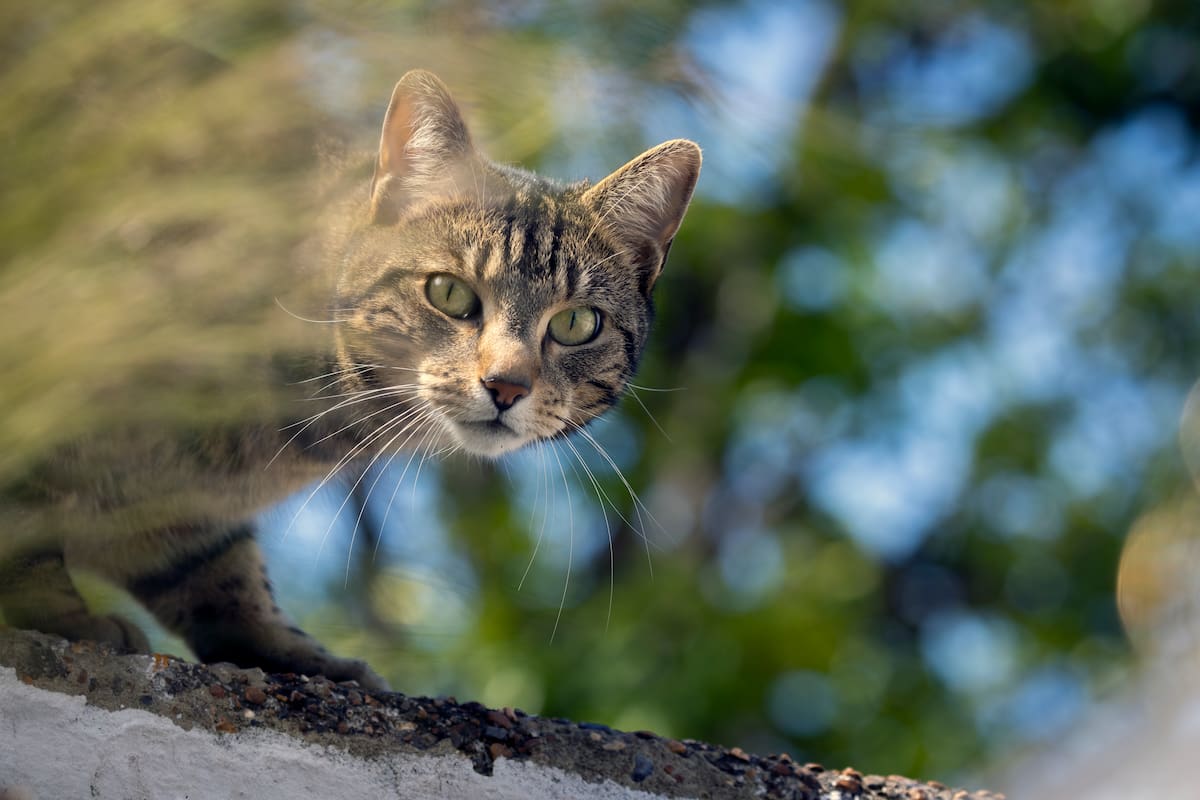 Tabby cat standing on a garden wall and looking towards the camera.