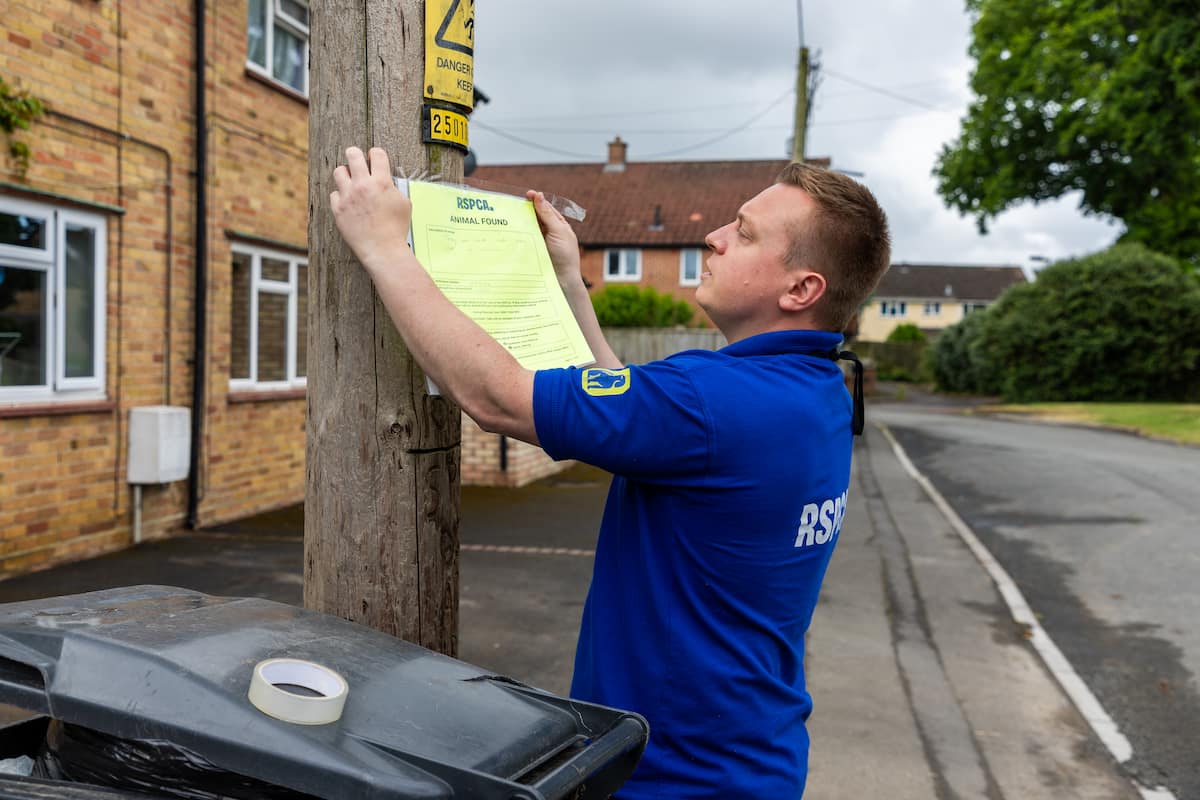 RSPCA staff member attaching an ‘Animal found’ notice to a wooden pole on a residential street.