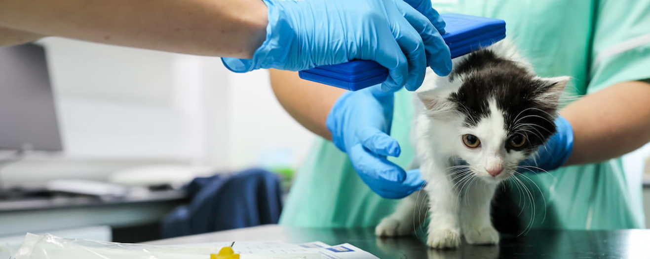 Gloved staff checking a black and white kitten for a microchip on an examination table.