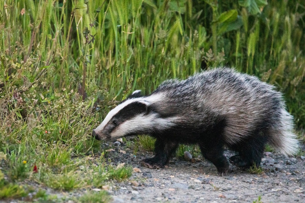 Badger amongst grass in woodlands