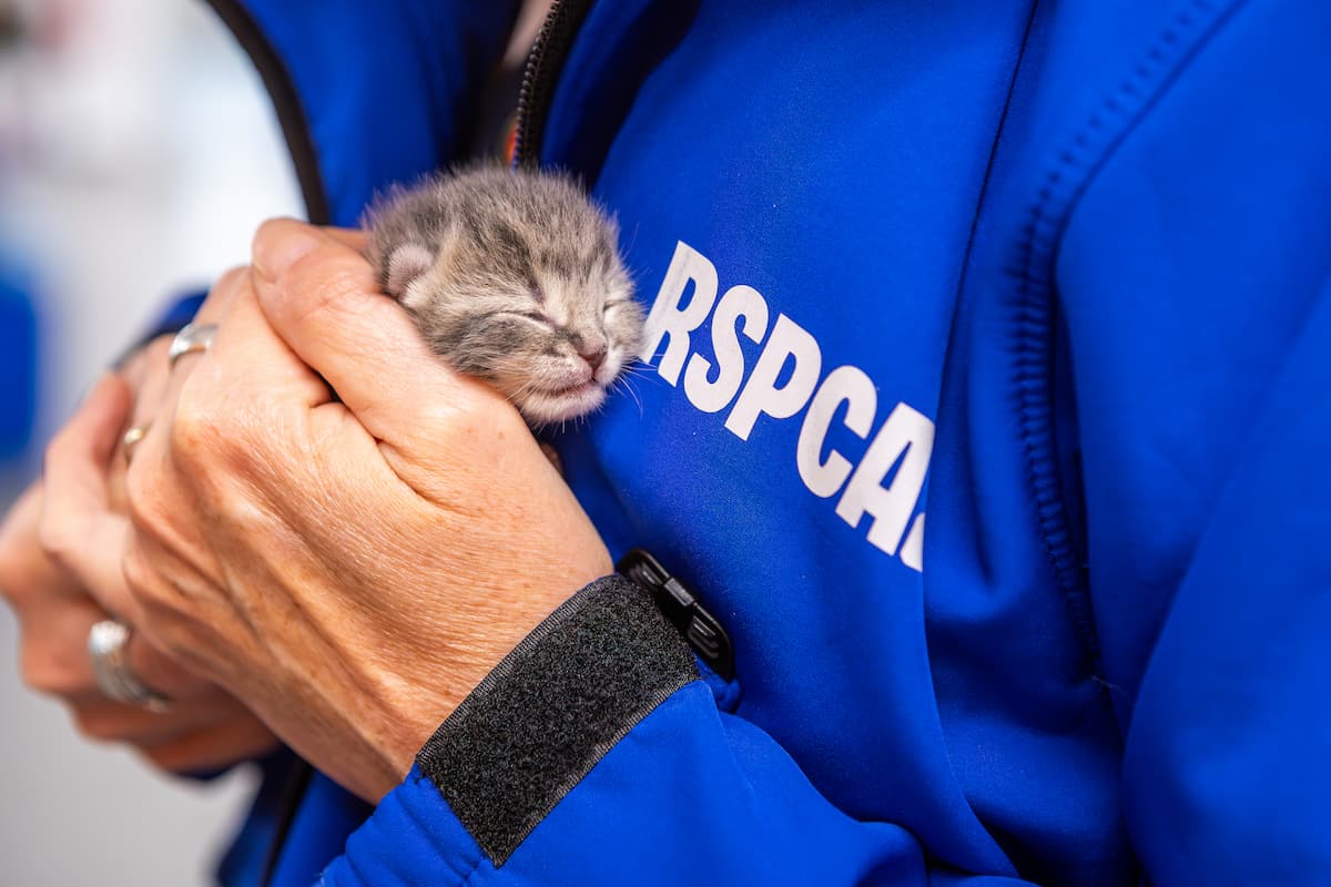 Tiny grey kitten with closed eyes cradled in an RSPCA staff member’s hands.