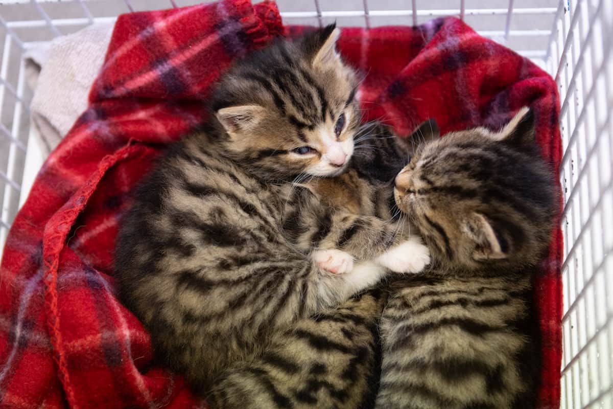 Tabby kittens huddled together on a red blanket inside a pet carrier.