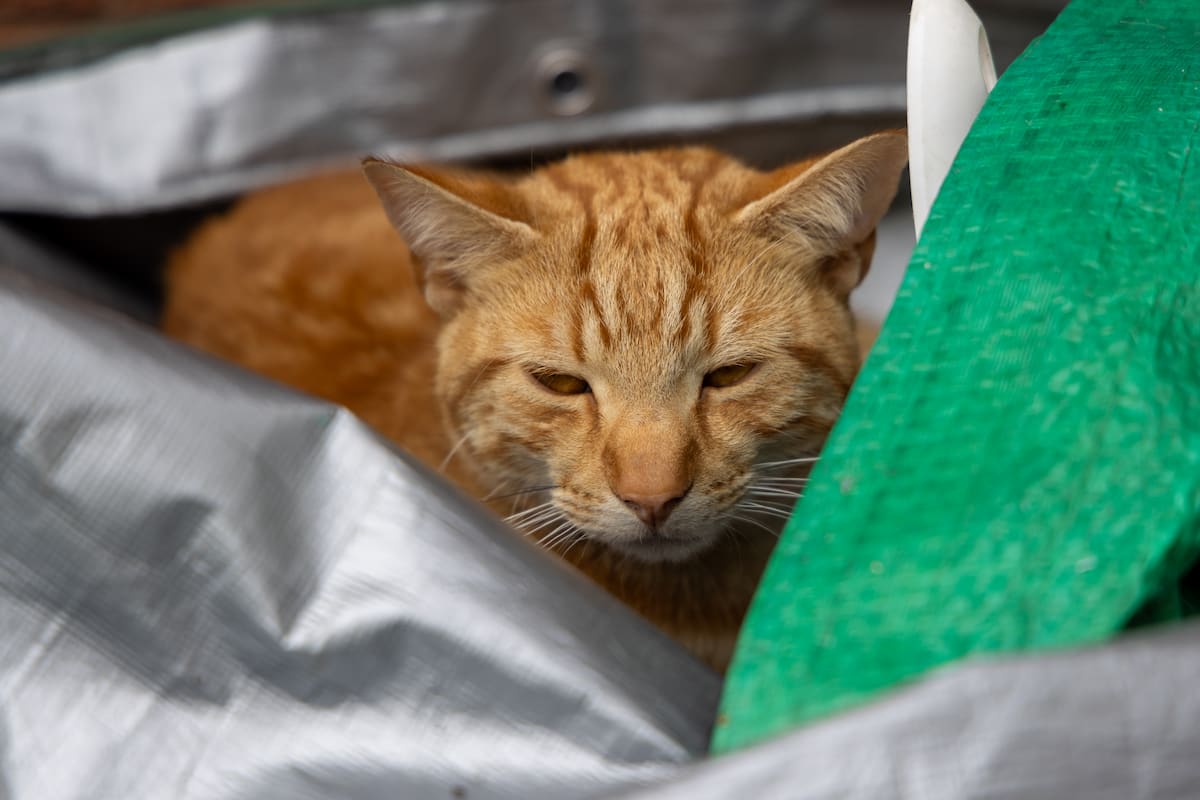 Ginger cat resting in a sheltered gap between tarpaulins and stored equipment.