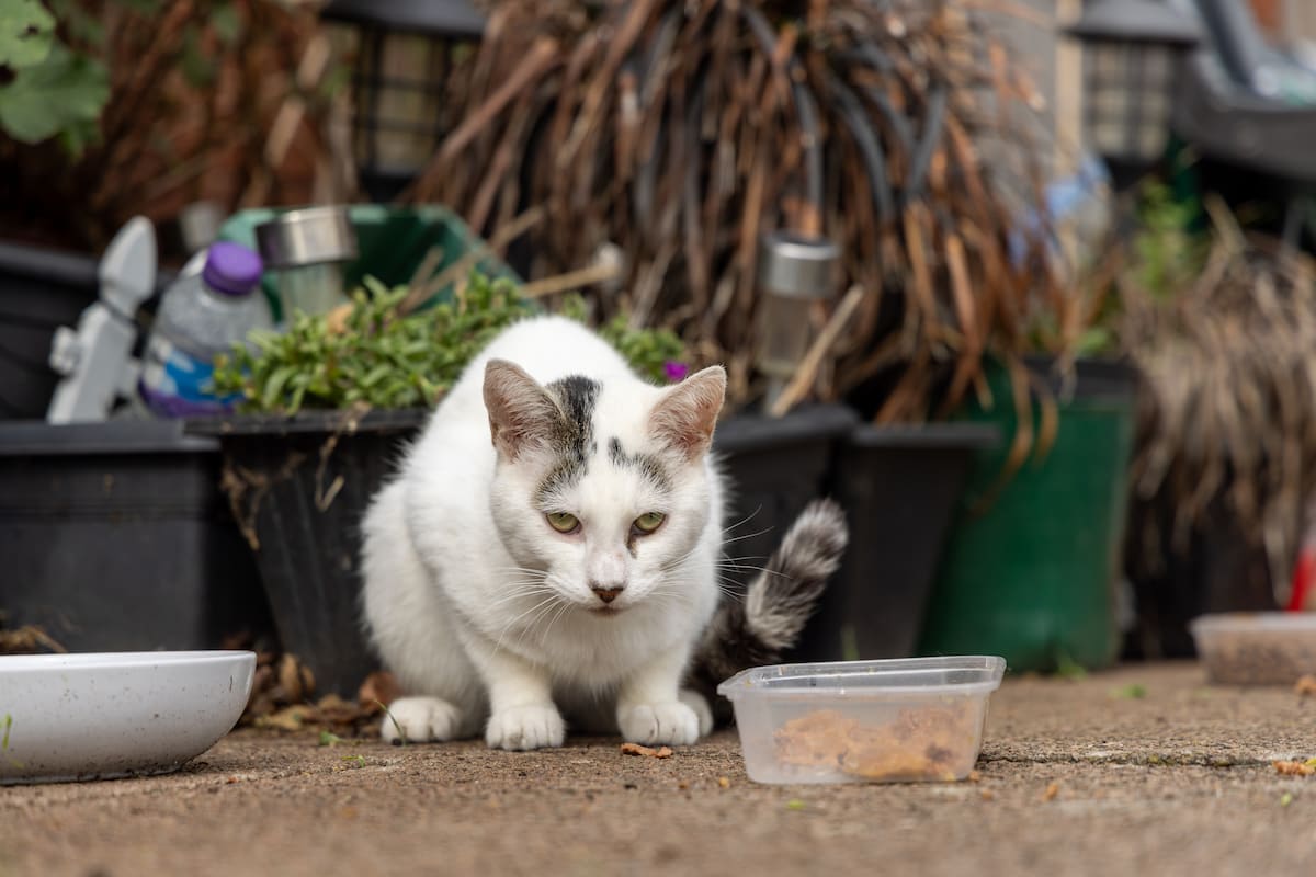White cat with tabby markings crouching beside food containers and plant pots outdoors.