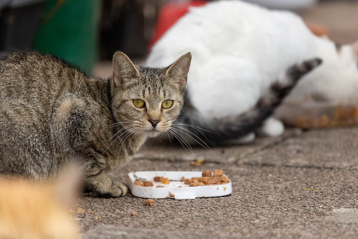Tabby cat crouching beside a dish of food outdoors, with other cats nearby.