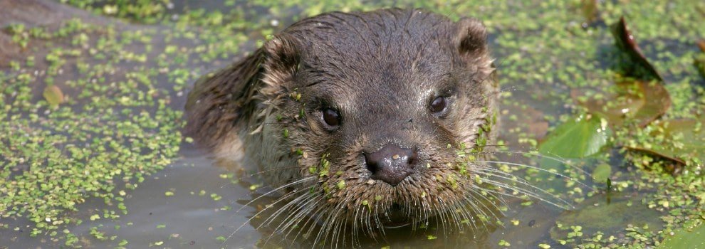 Licences to Keep Wild Animals in Captivity | RSPCA Licences to Keep Wild Animals in Captivity | RSPCA