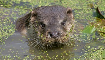Licences to Keep Wild Animals in Captivity | RSPCA Licences to Keep Wild Animals in Captivity | RSPCA
