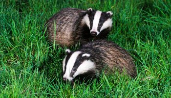 two badgers in the grass © RSPCA