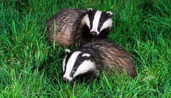 two badgers in the wild
