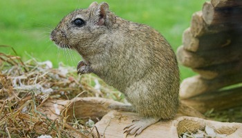 gerbil in outdoor pen