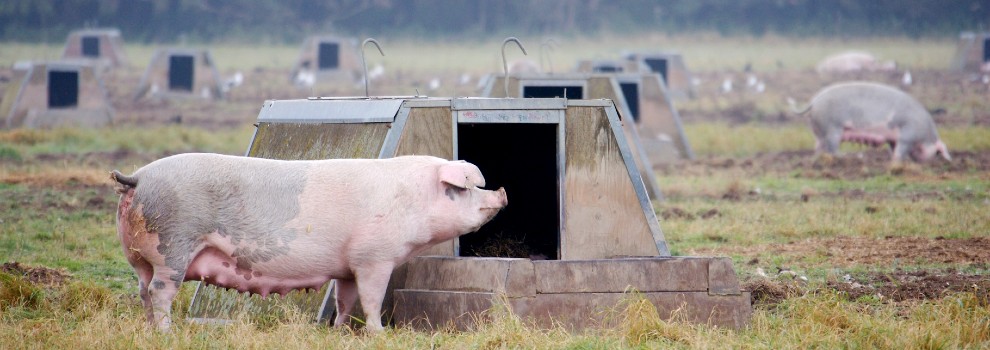 Farm Animal Welfare | RSPCA Farm Animal Welfare | RSPCA